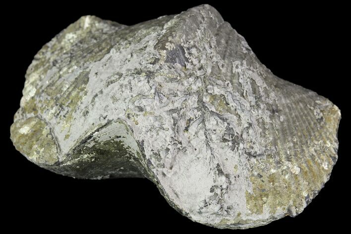 Pyrite Replaced Brachiopod (Paraspirifer) - Ohio #89719